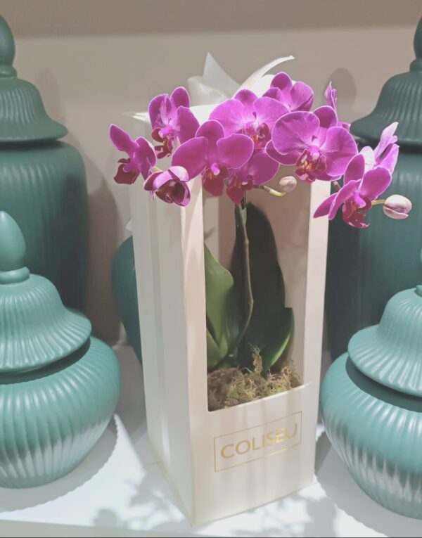 Mimo para clientes da loja COLISEU