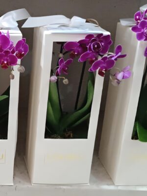 Mimo para clientes da loja COLISEU