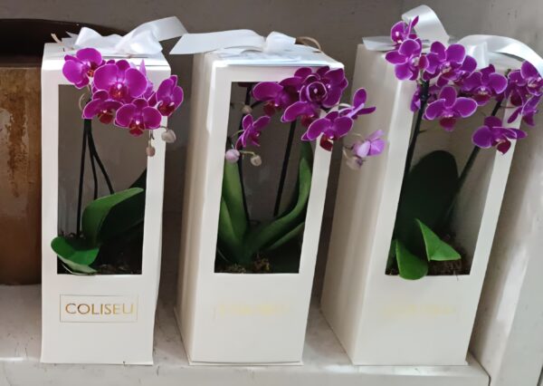 Mimo para clientes da loja COLISEU